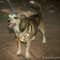 Photo of Cheeko