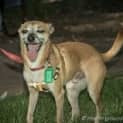 Photo of Cheeko