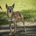 Photo of Cheeko