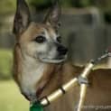 Photo of Cheeko