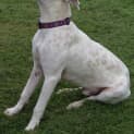 Photo of Archie