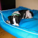 Photo of Freddy