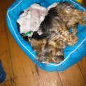 Photo of Freddy