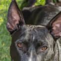 Photo of Stanley ~ Staffy X (On Trial 12/8/15)