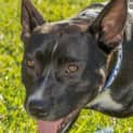 Photo of Stanley ~ Staffy X (On Trial 12/8/15)