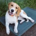 Photo of Penny