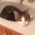 Photo of Basil Adoption Pending