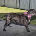 Photo of Bindi ~ Senior Staffy (Adopted 16/7/16)