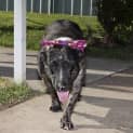 Photo of Bindi ~ Senior Staffy (Adopted 16/7/16)