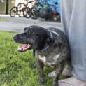 Photo of Bindi ~ Senior Staffy (Adopted 16/7/16)