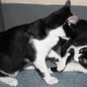 Photo of Harry And Horatio 