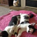 Photo of Orca & Oreo (Located In Bundoora)