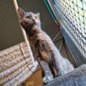 Photo of Bella