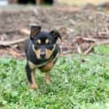 Photo of Rue