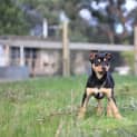 Photo of Rue