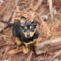 Photo of Rue