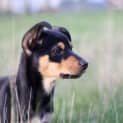 Photo of Rue