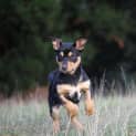 Photo of Rue