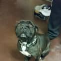 Photo of Harley