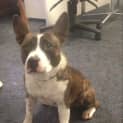 Photo of Frenchie