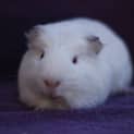 Photo of Trouble