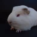 Photo of Trouble