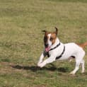 Photo of Alfie