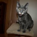 Photo of Kitten Autumn