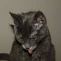 Photo of Kitten Autumn