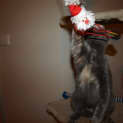 Photo of Kitten Autumn