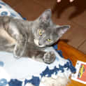 Photo of Kitten Autumn