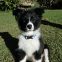 Photo of Ziggy *On Trial In Her New Home*