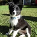 Photo of Ziggy *On Trial In Her New Home*