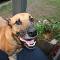 Photo of Molly Brown (At Rspca Big Adopt Day Sept 19 Bris)