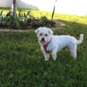 Photo of Albie