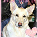 Photo of Milko ~ White Gsd (Trial 10/8/15)