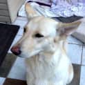 Photo of Milko ~ White Gsd (Trial 10/8/15)