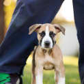 Photo of Comet