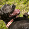 Photo of Mr Bobby