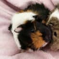 Photo of Jersey And Lattee