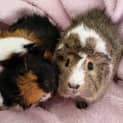 Photo of Jersey And Lattee