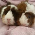 Photo of Buffy And Stella