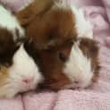Photo of Buffy And Stella