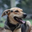 Photo of Misty