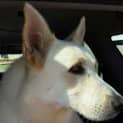 Photo of Chico Is On Hold Pending Adoption