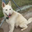 Photo of Chico Is On Hold Pending Adoption