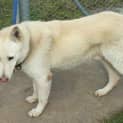 Photo of Chico Is On Hold Pending Adoption