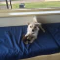 Photo of Pixie