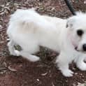 Photo of Pixie