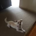 Photo of Pixie